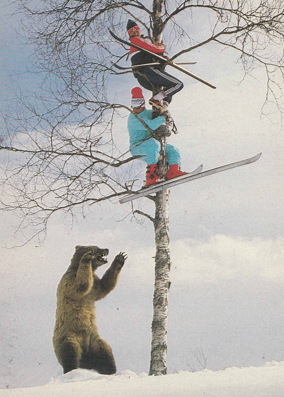 Norway Grizzly Bear Attacking Skiers Norwegian Disaster Postcard