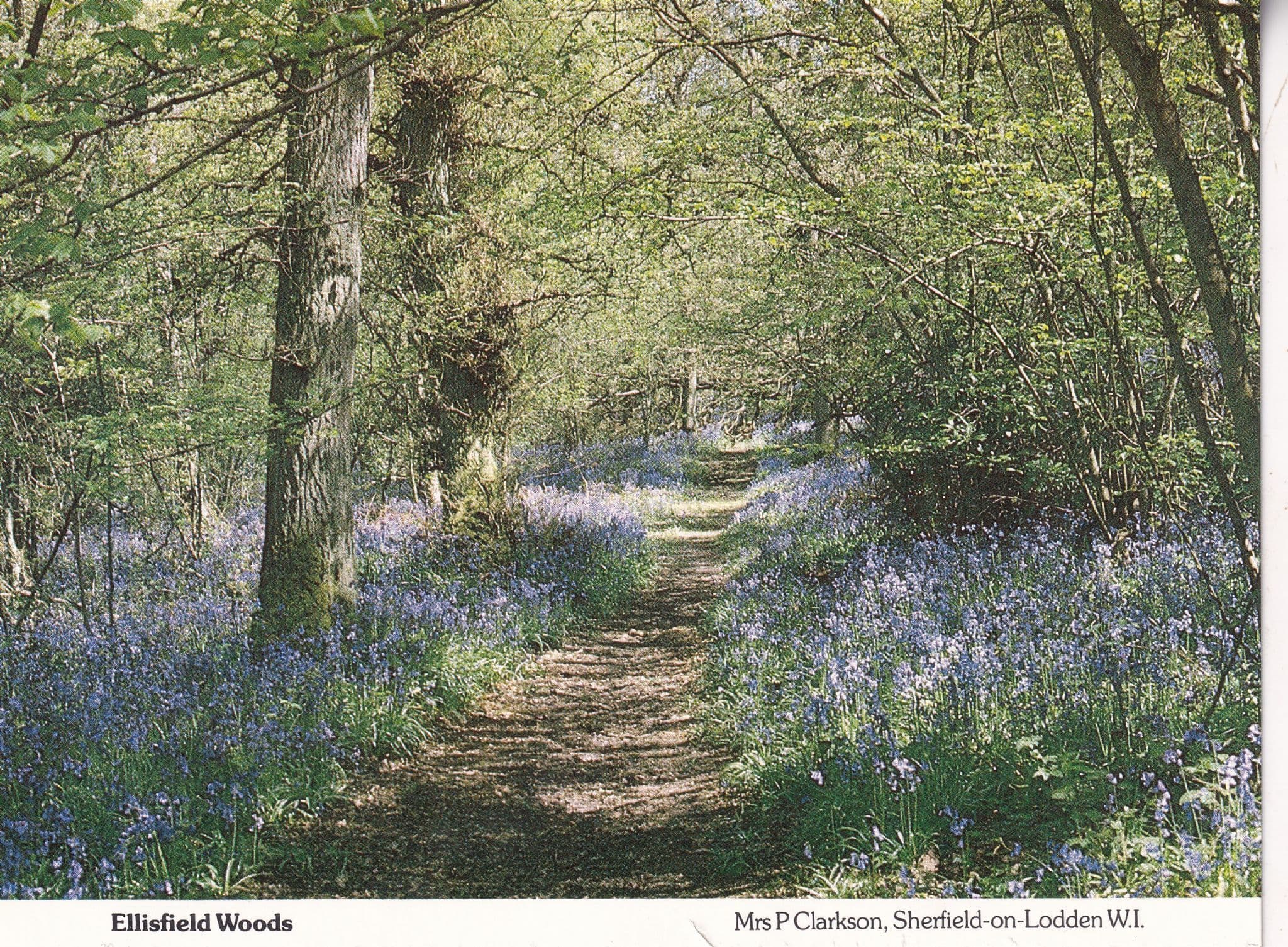 Ellisfield Woods Forest Hampshire Womens Institute Postcard