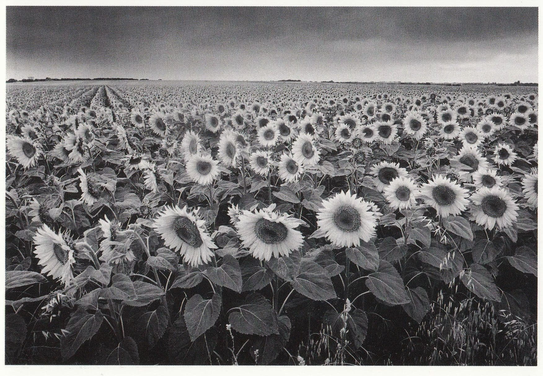 Philippe Pache Foule De Tournesois Giant French Sunflower Field Postcard