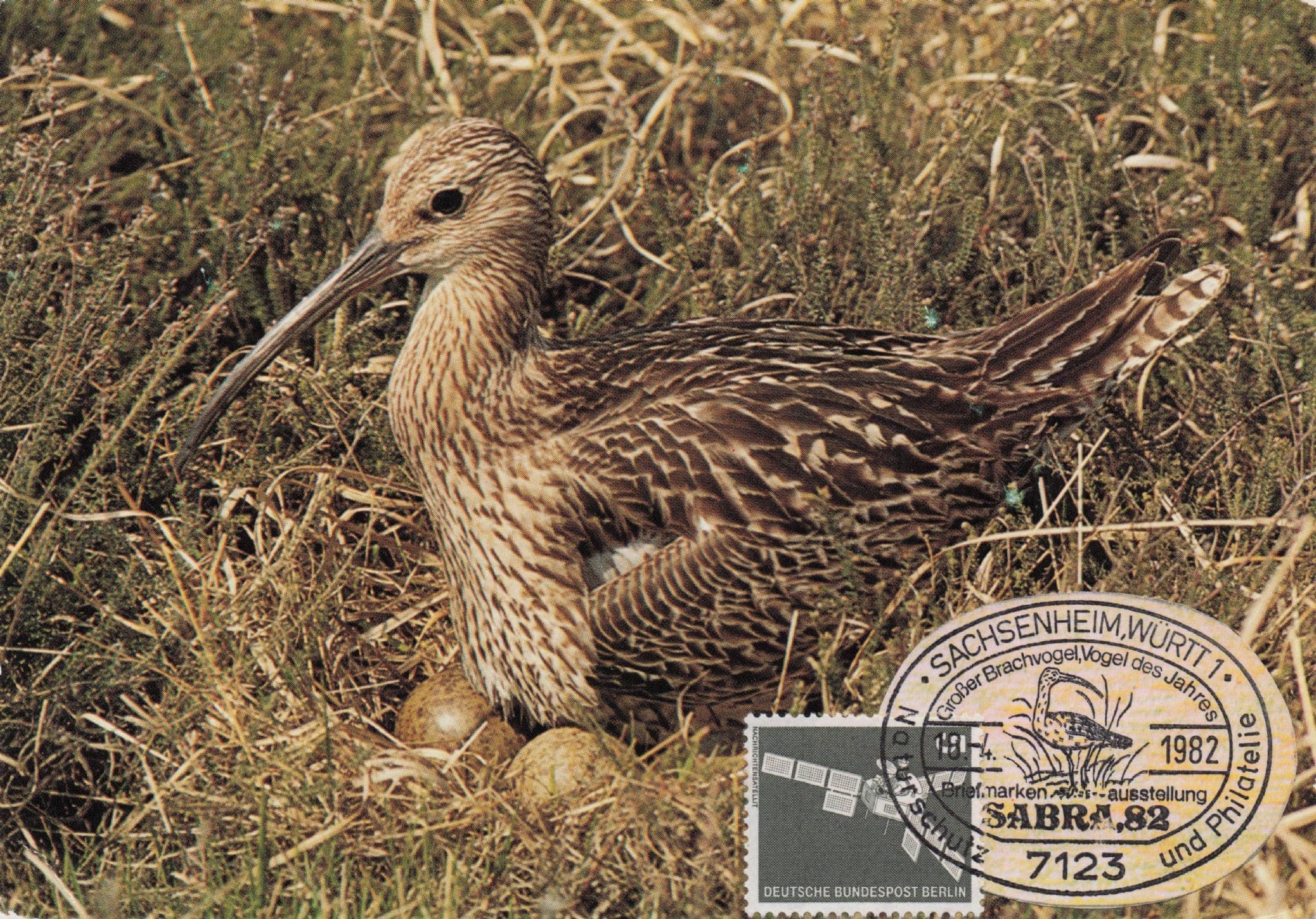 Eurasian Curlew Wulp German Bird First Day Cover FDC Postcard