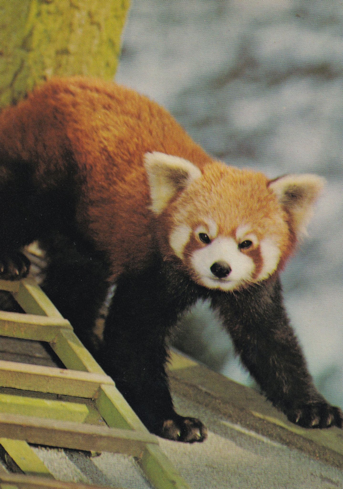 Red Panda at Marwell Winchester Zoo Postcard