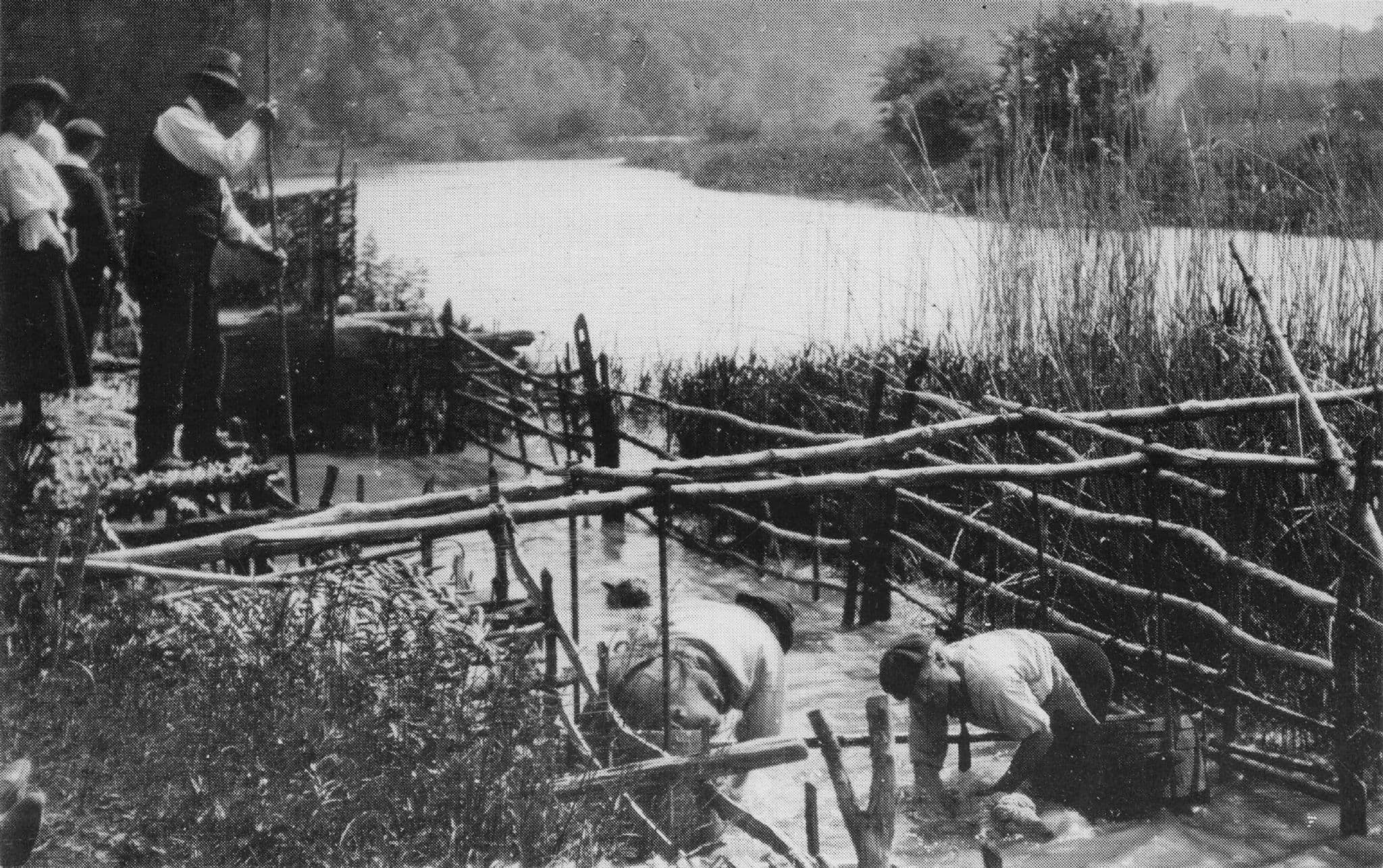 Sheep Washing Burpham Farmers Farming Sussex Photo Postcard