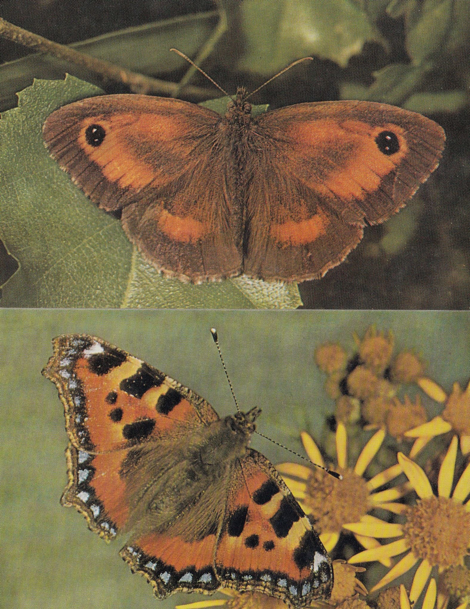 Small Tortoiseshelll Hedge Brown 2x Butterfly 1970s Postcard s