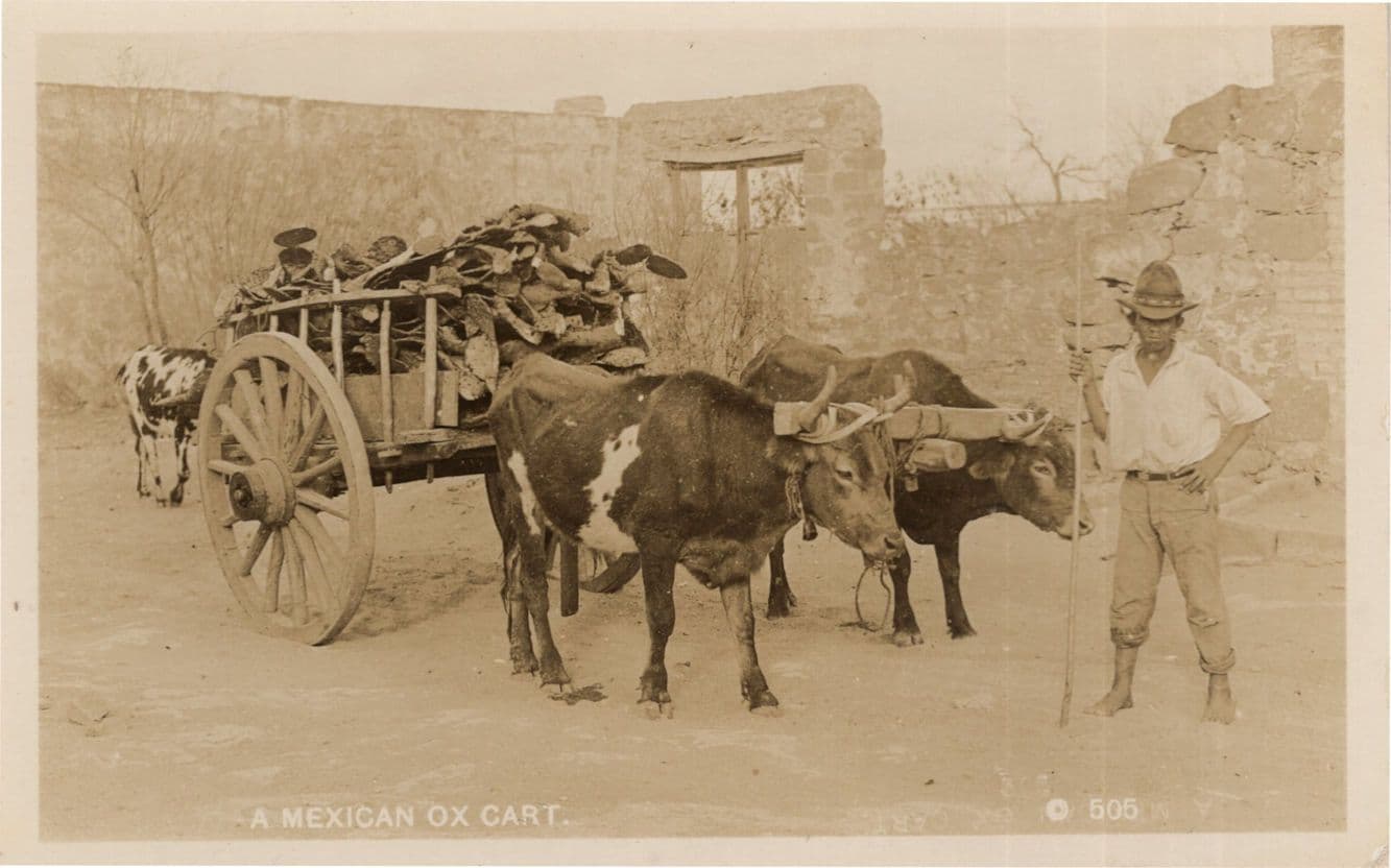 A Mexican Ox Cart  Transport Mexico Old Transport Real Photo Postcard