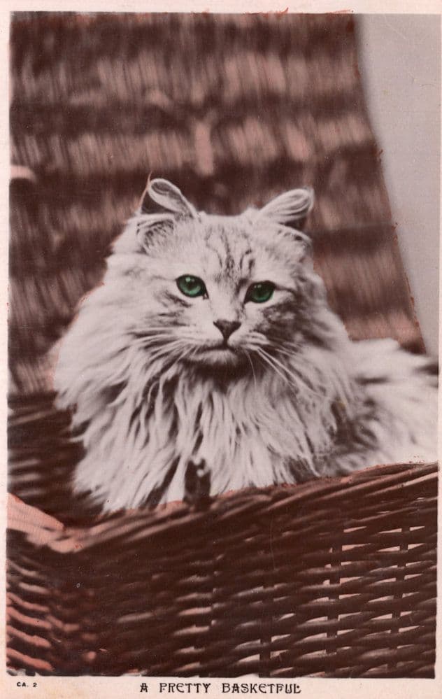 A Pretty Basketful Antique White Snowy Cat Real Photo Postcard