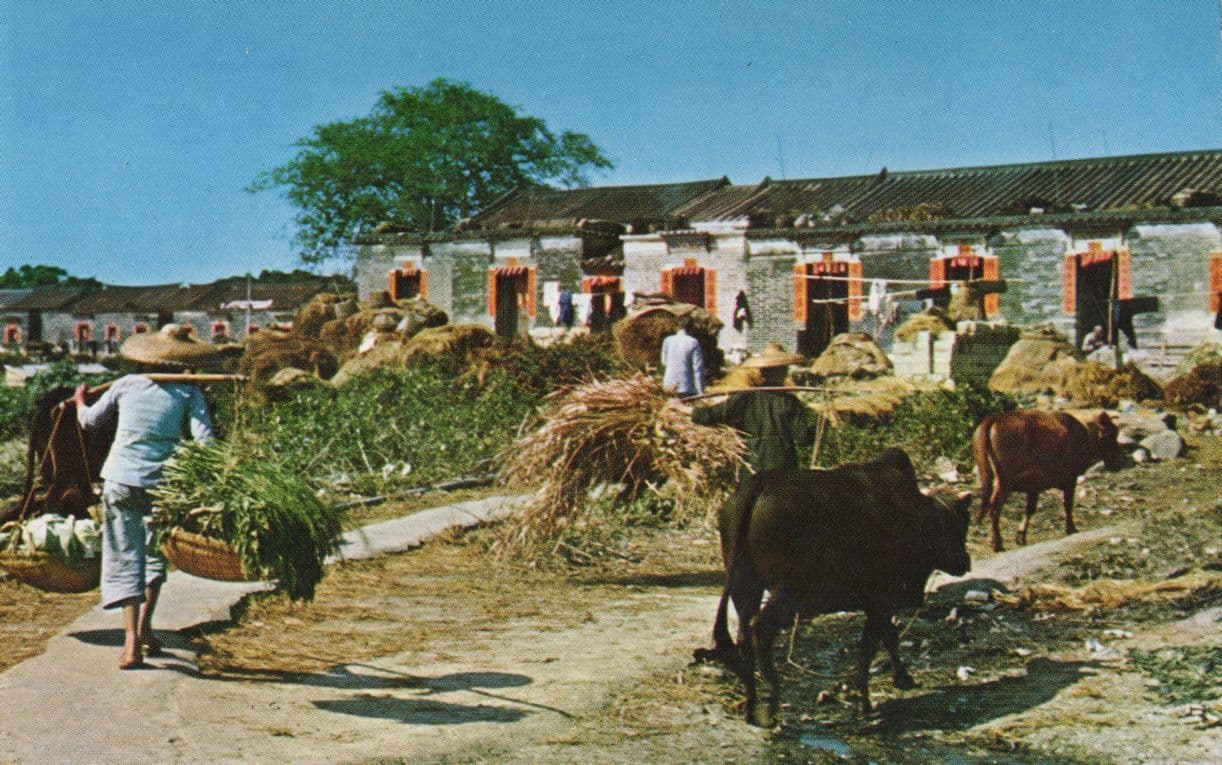 A Scene Of Chinese Village New Territories Hong Kong China Postcard