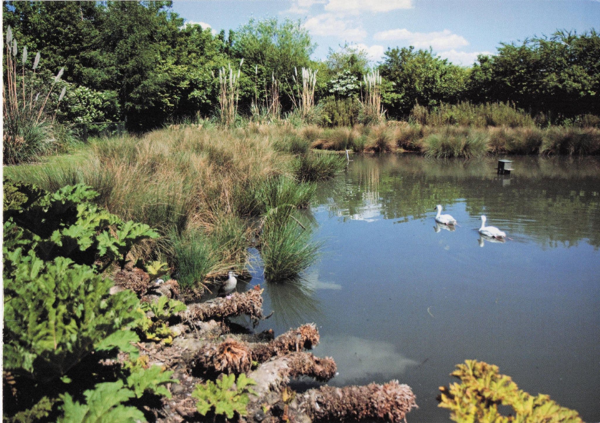 Birds River at WWT Wildfowl & Wetlands Trust Barnes London Postcard