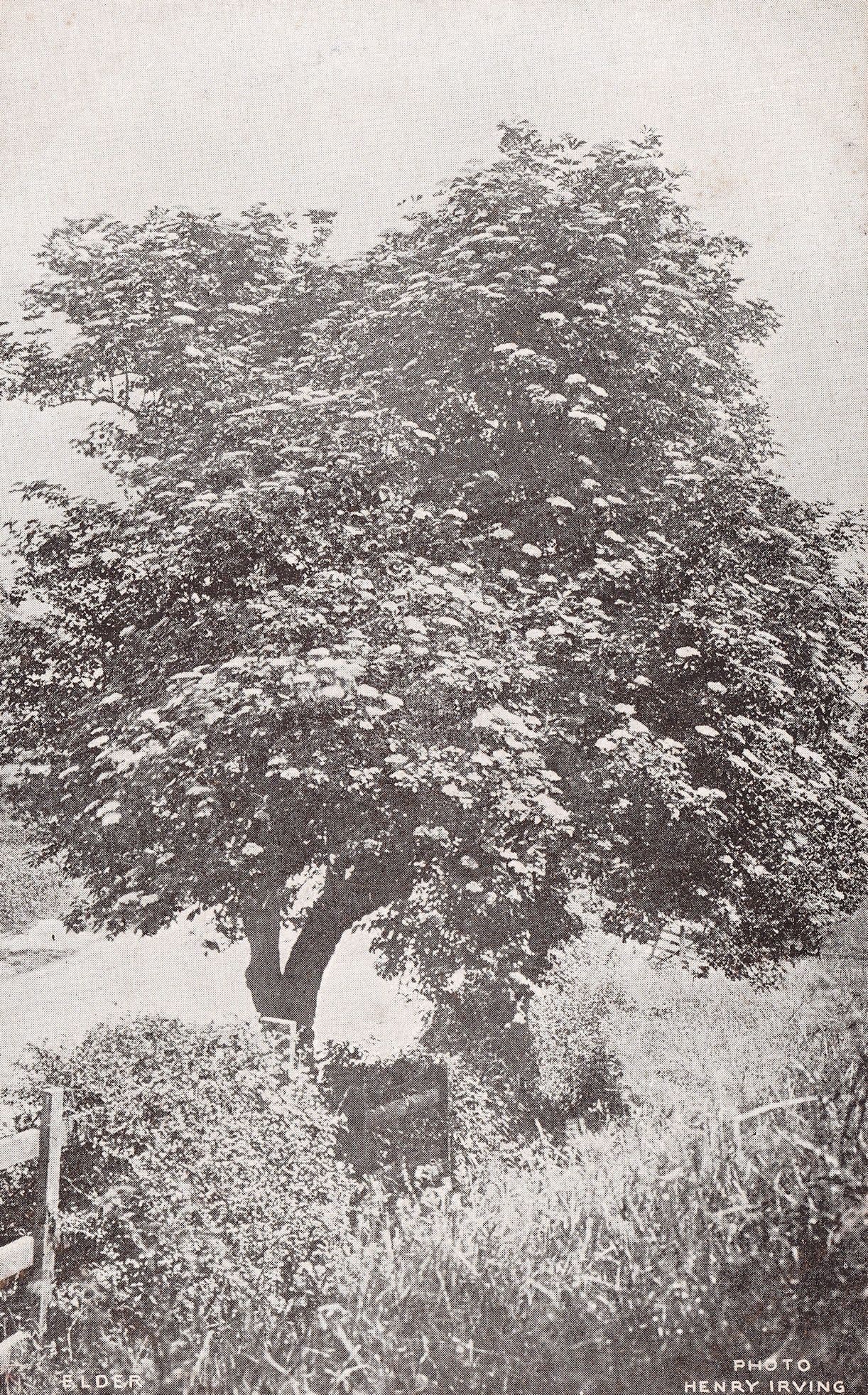 Elder Tree London County Council Reward Card Postcard