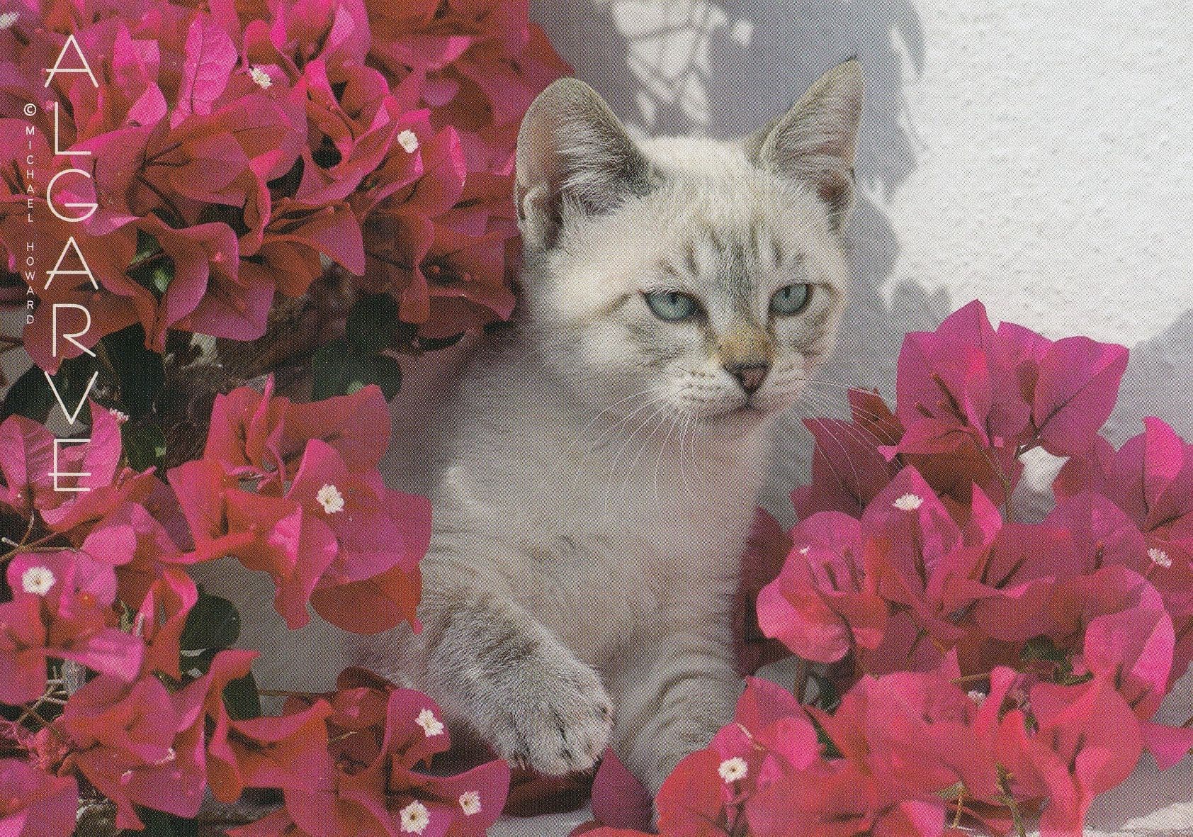 A Portugal Cat Peeping Out Of Portuguese Pink Flower Bush Postcard