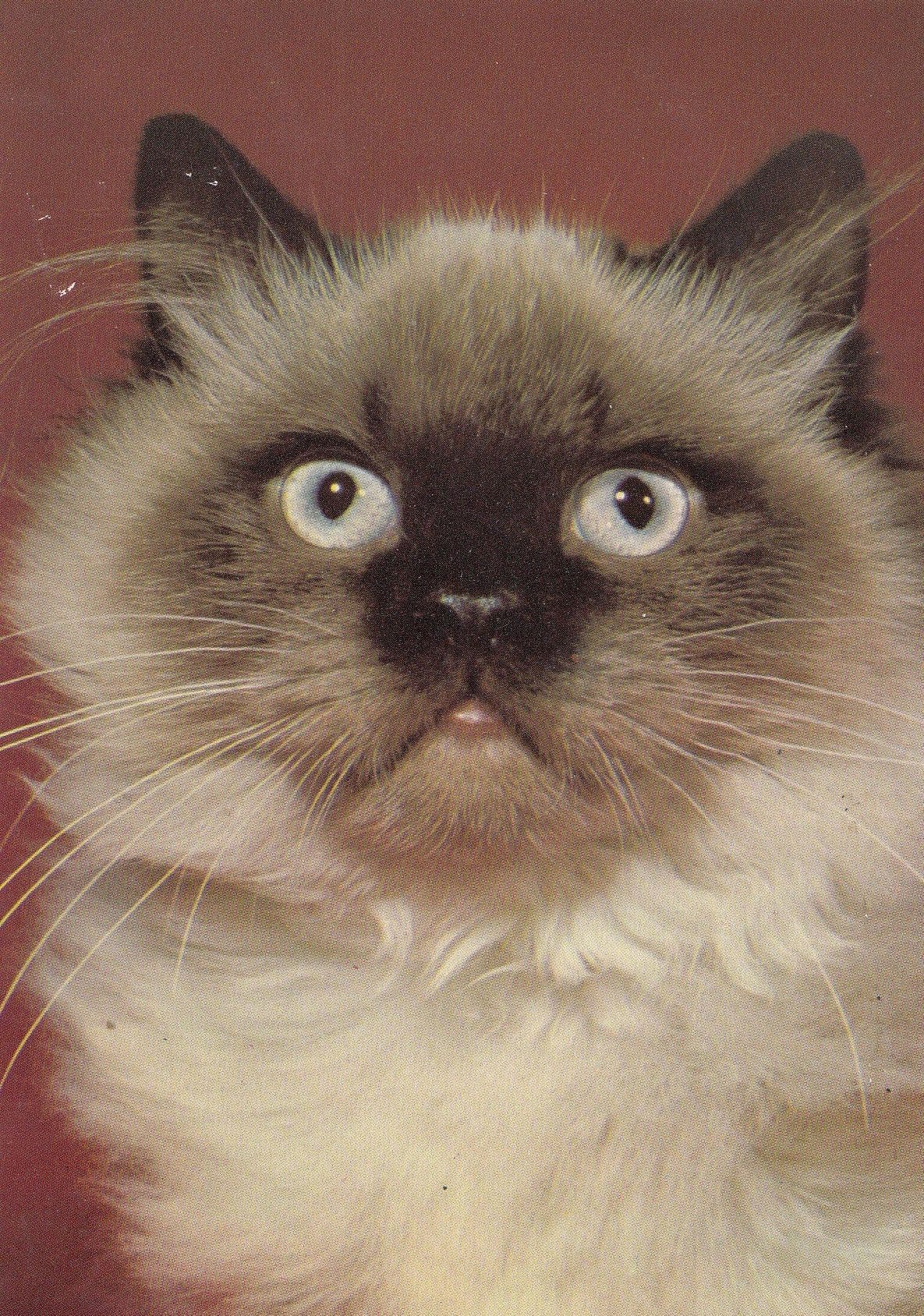 Digby The Leicester 1980s Cat Postcard
