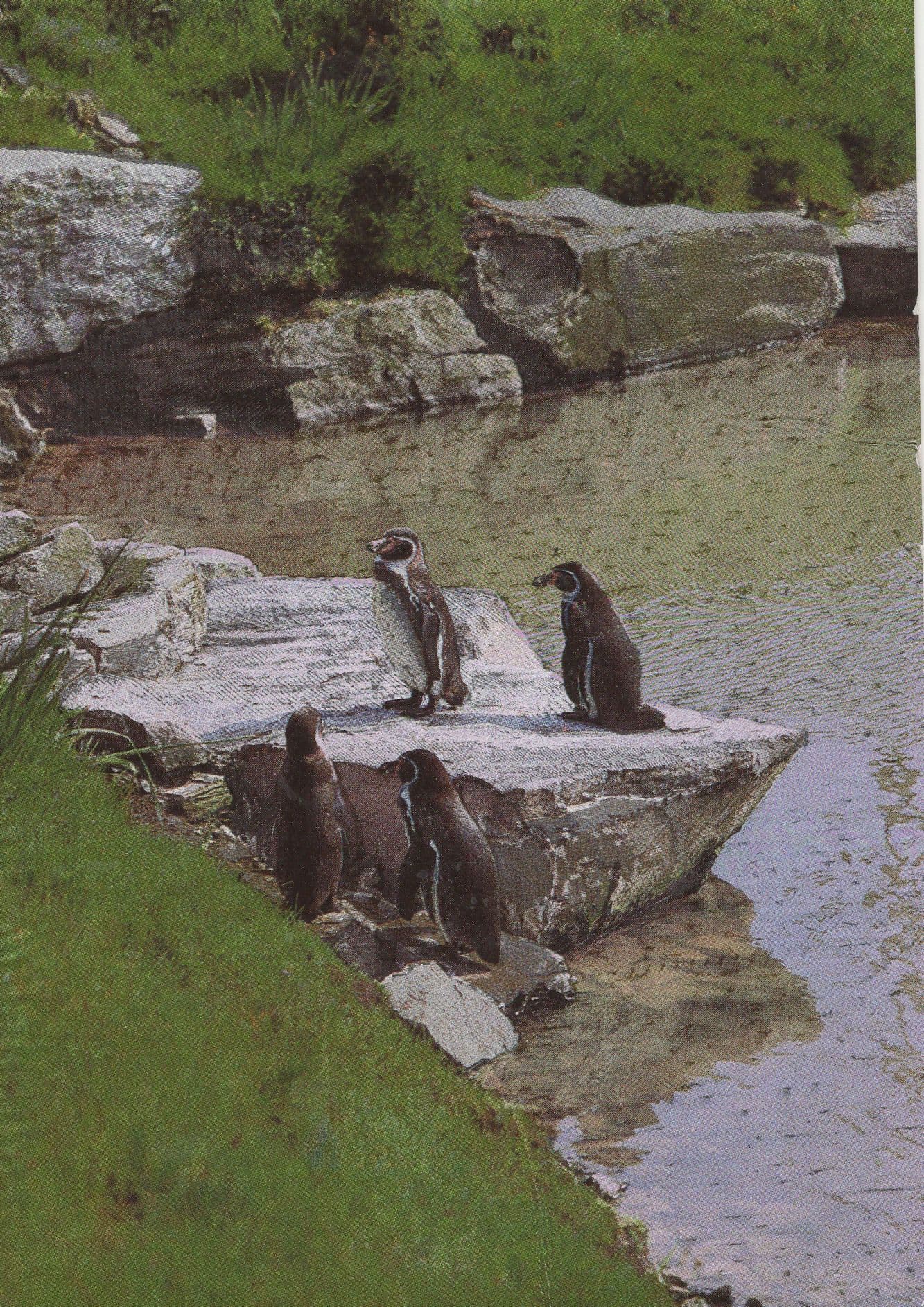 Devon Penguins Birds Real Metallic Shine Postcard
