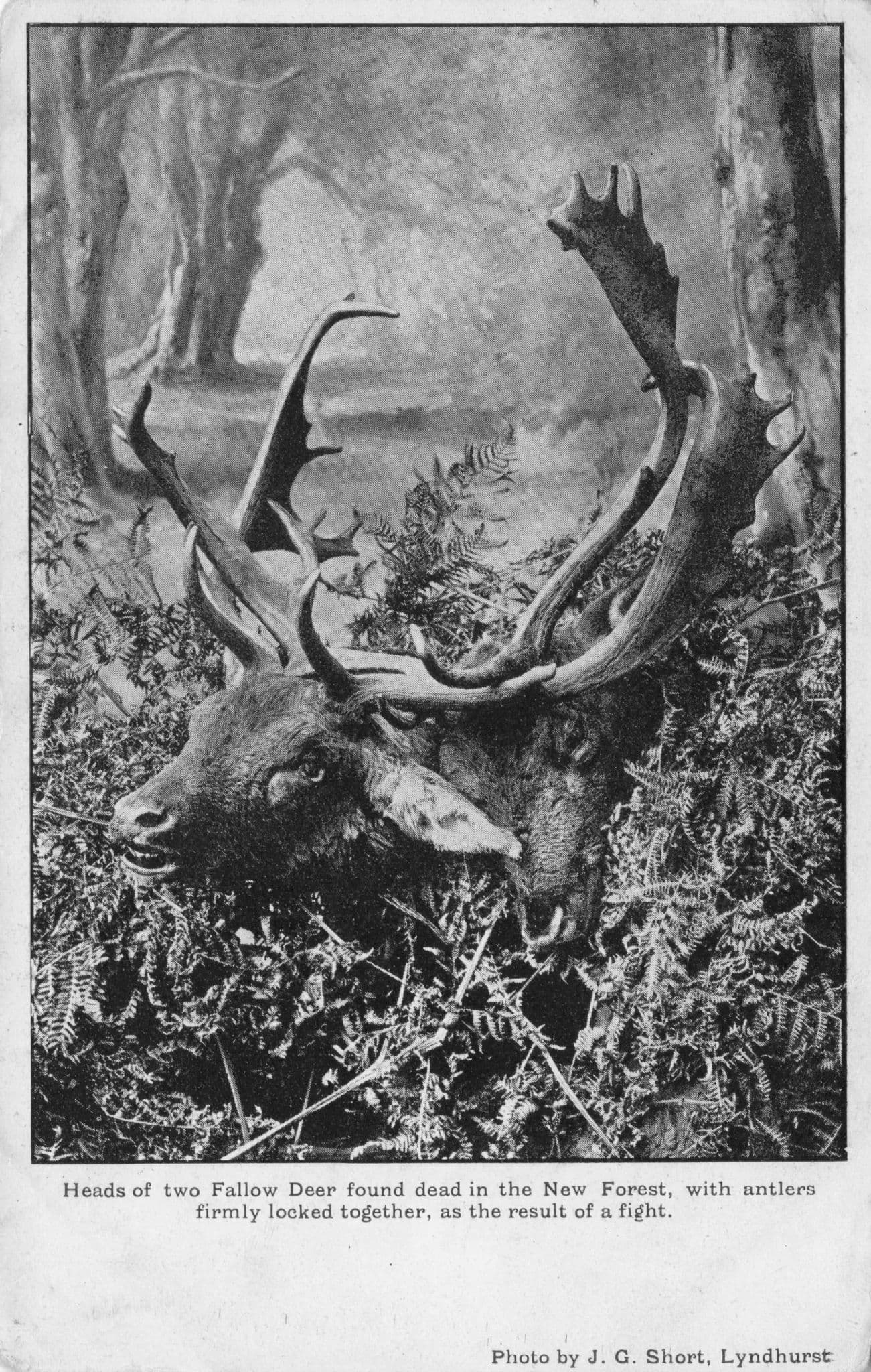 Deer In New Forest After Battle Locked Heads Hants Old Postcard