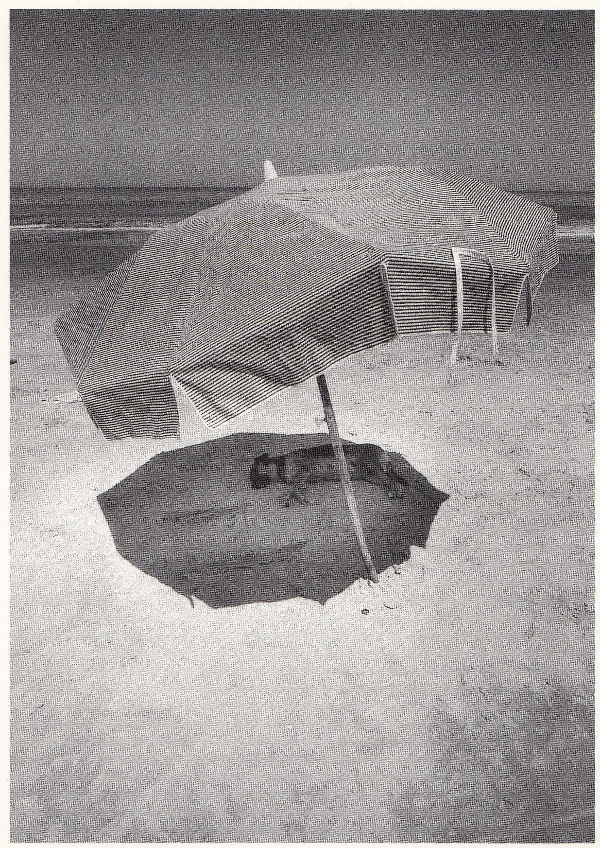 Dog Sleeping Under Parasol Umbrella in Uruguay Photo Postcard
