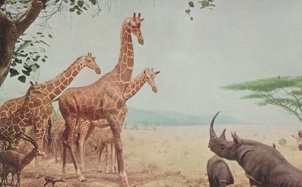 Abyssinian Water Hole Chicago Natural History Museum Old Postcard