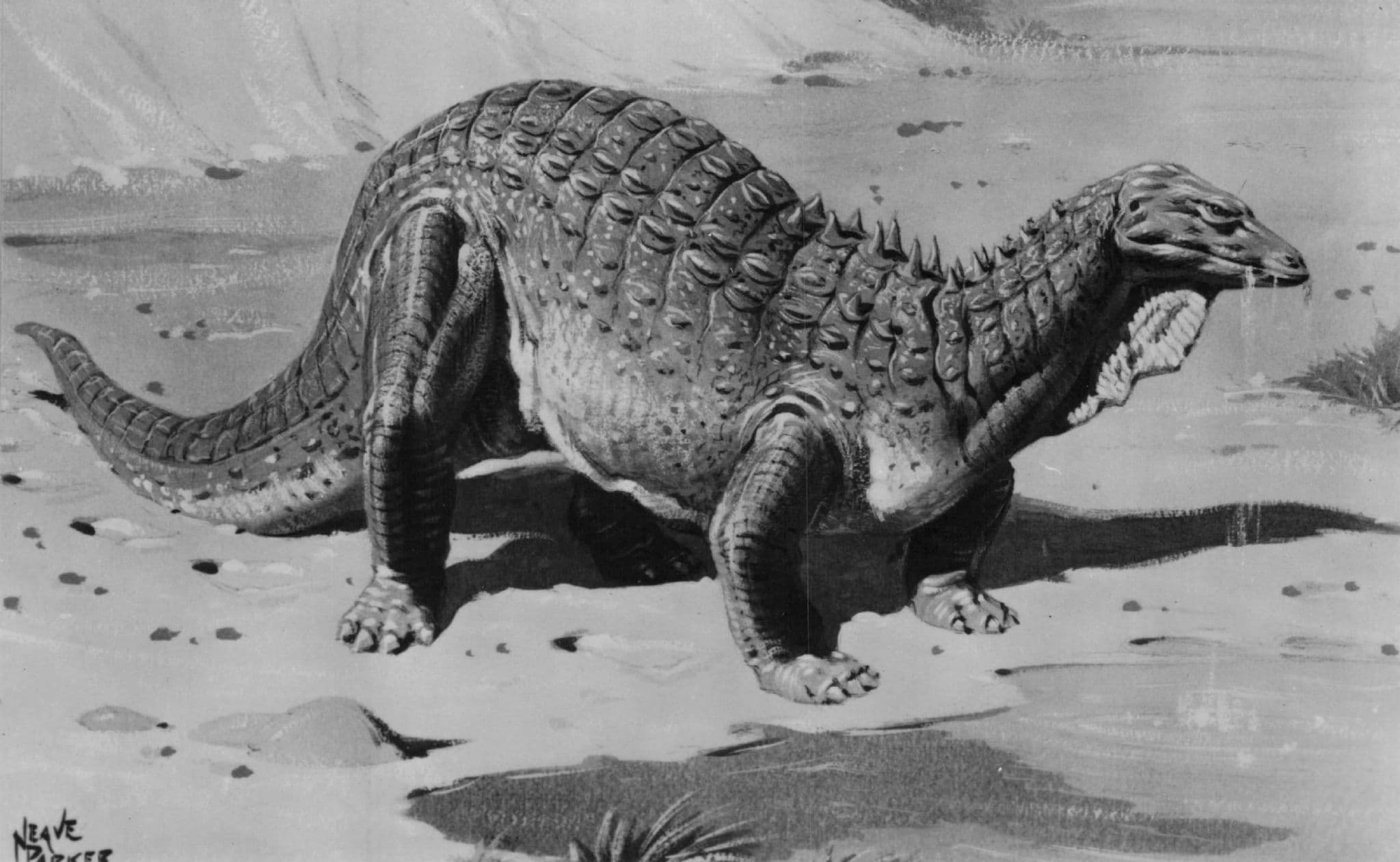 Acanthopholis Prehistoric Dinosaur Vintage Museum Real Photo Postcard