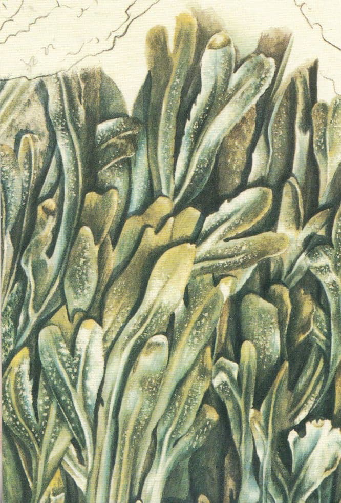 Adrian Lascom Seaweed & Starfish Painting Postcard