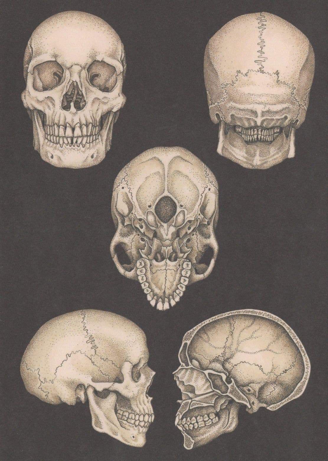 Adult Skull At All 5 Angles Morbid Skeleton Postcard