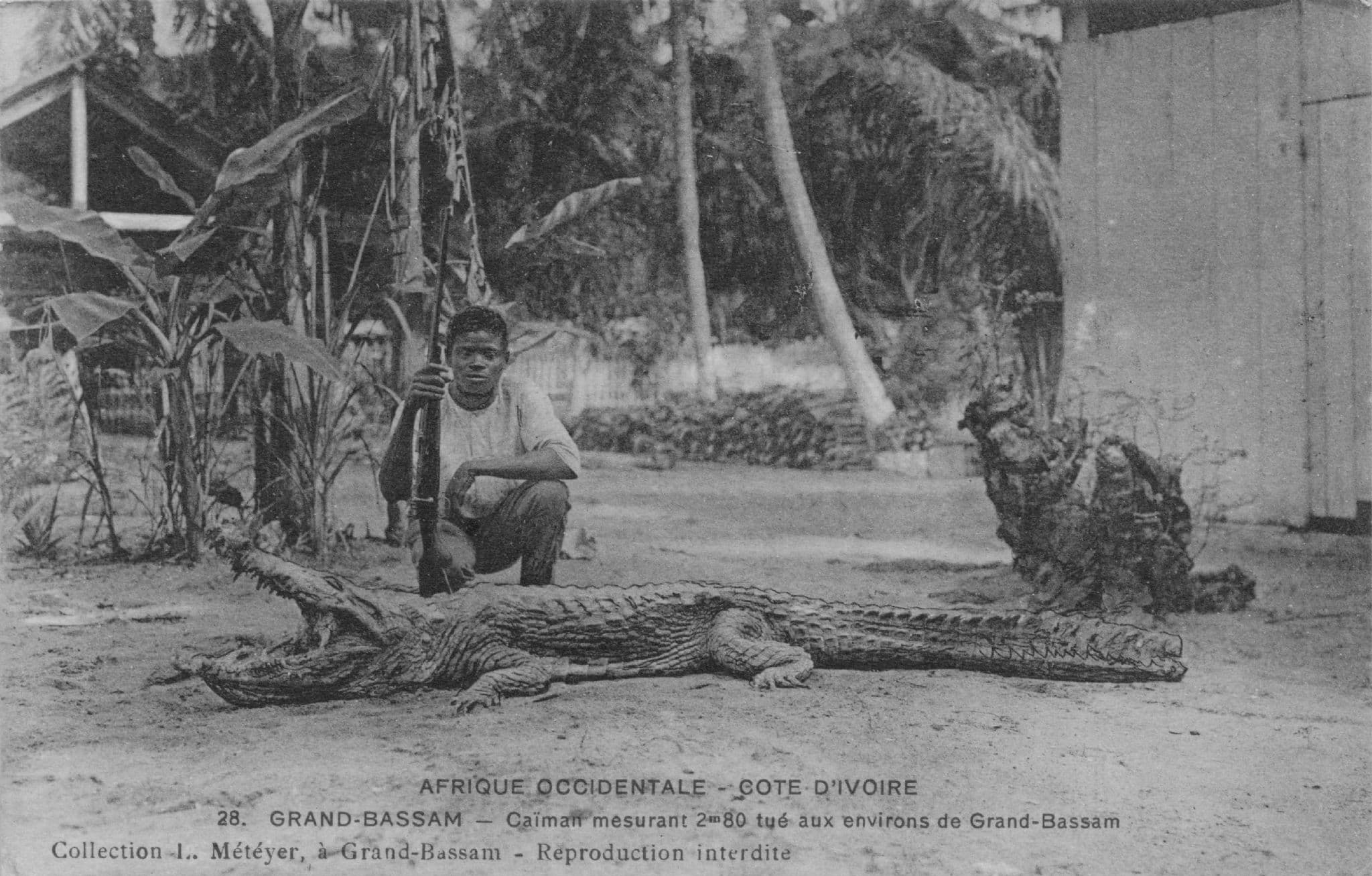 African Congo Grand Bassam Crocodile Hunting Hunter Old Postcard
