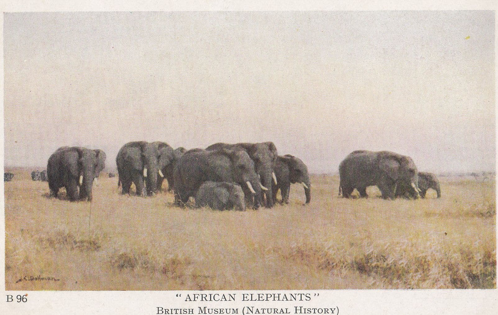 African Elephants British Museum Painting Antique Postcard