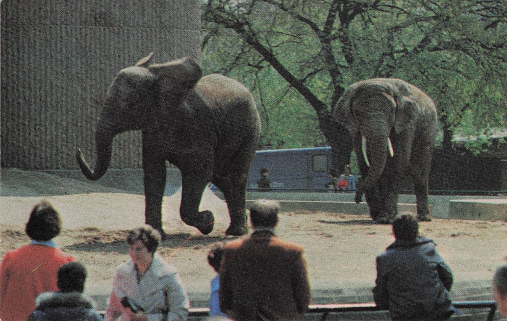 African Elephants Charging in London Zoo 1970s Rare Postcard