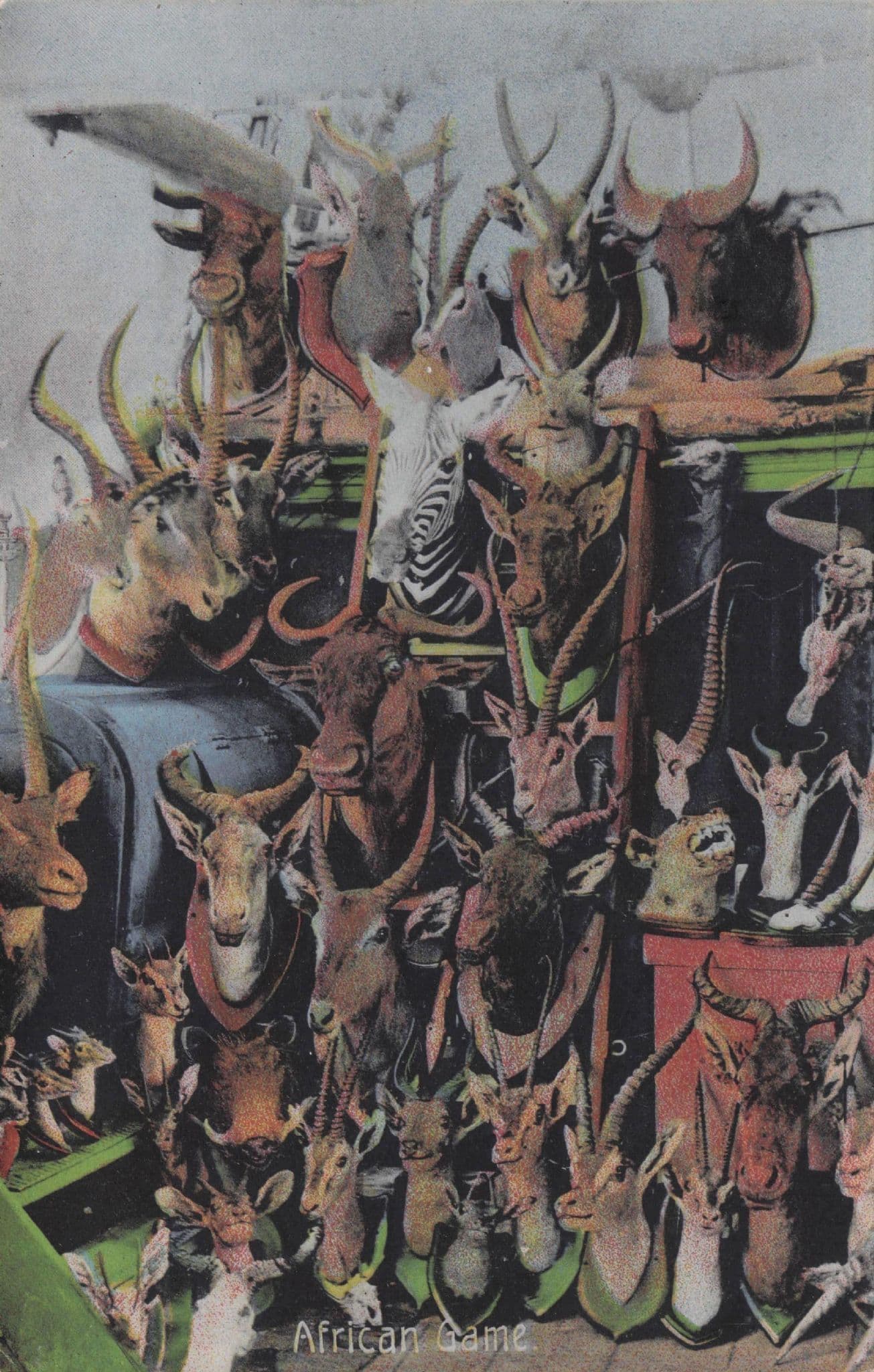 African Game Sierra Leone Dead Animal Heads Trophy Collection Old Postcard