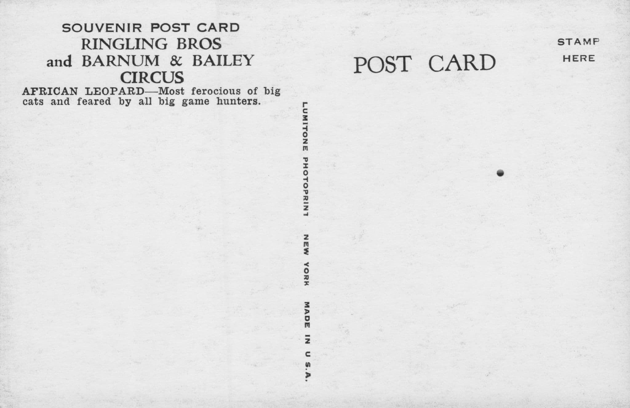 African Leopard Barnum & Bailey Circus Vintage Postcard