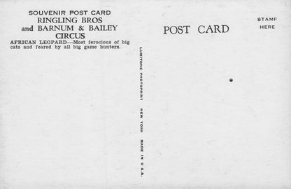 African Leopard Barnum & Bailey Circus Vintage Postcard