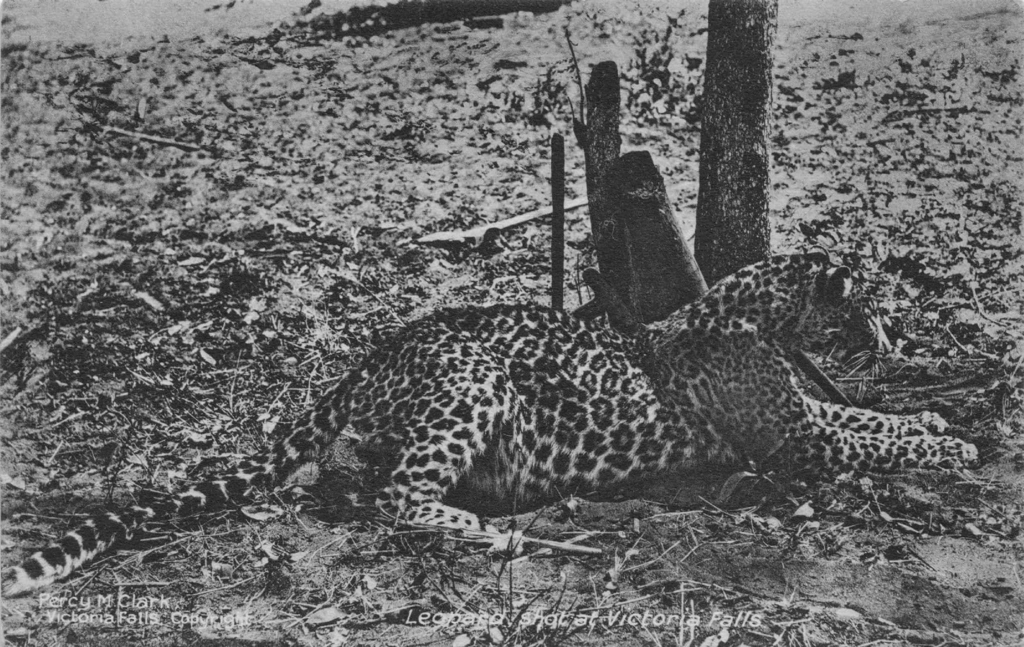 African Leopard Hunting at Victoria Falls Rhodesia Old Postcard