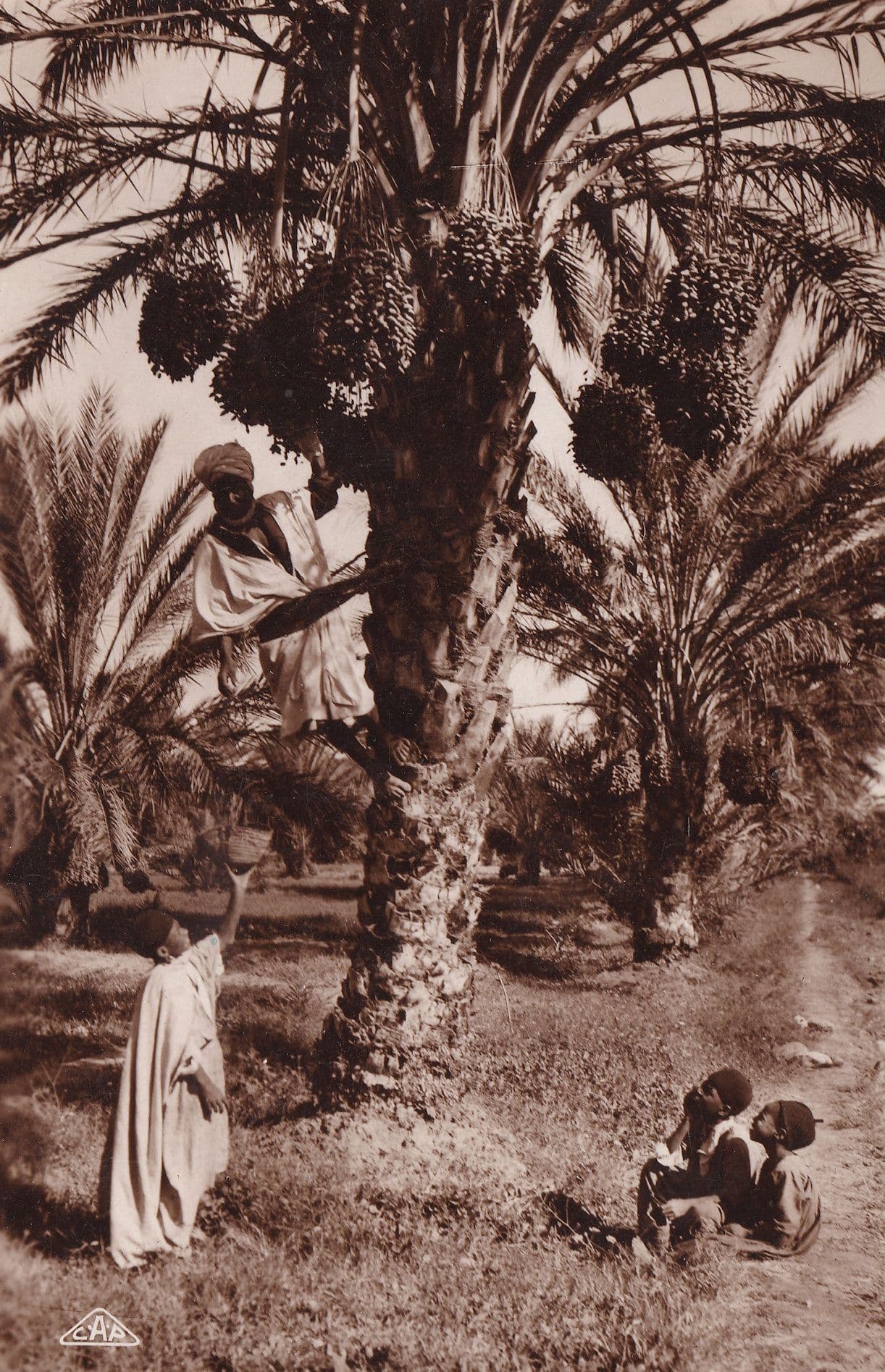 African Picking Dates Fruit Antique Real Photo Postcard