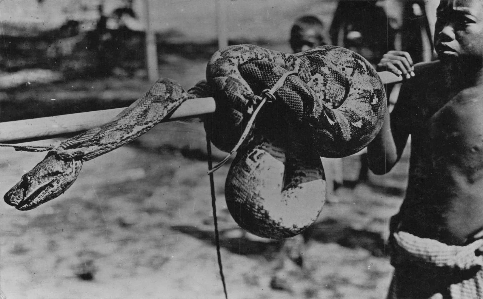 African Snake Killed On Rotisserie Stick Old Real Photo Postcard