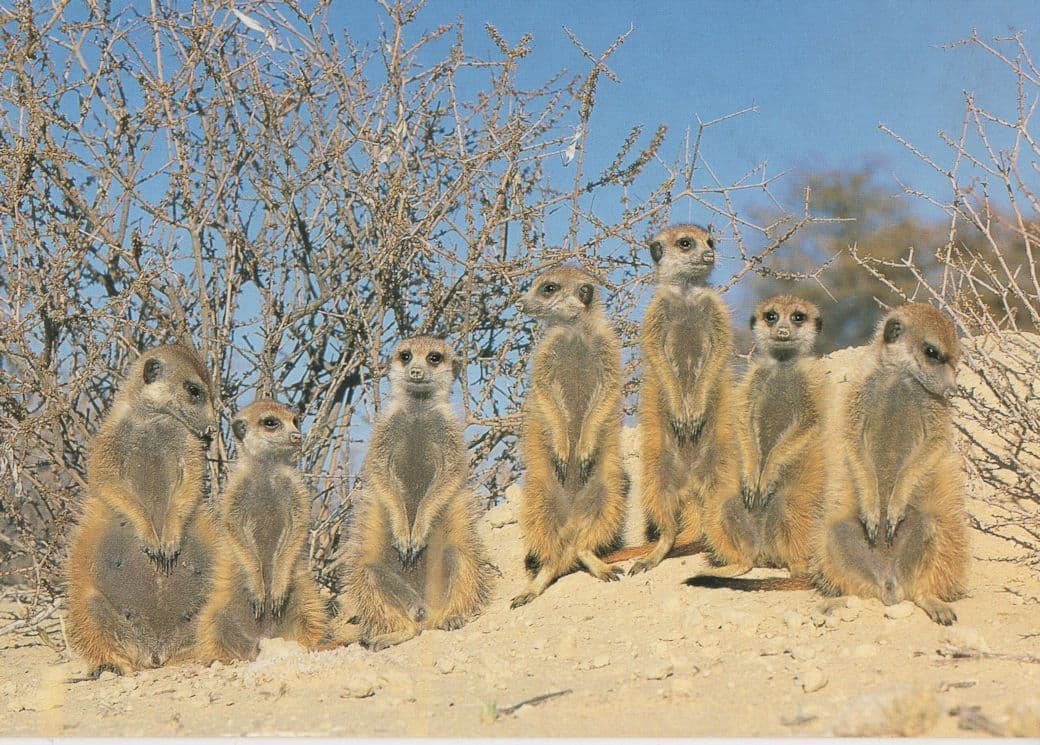 African Sun Loving Suricates Family Monkeys Postcard