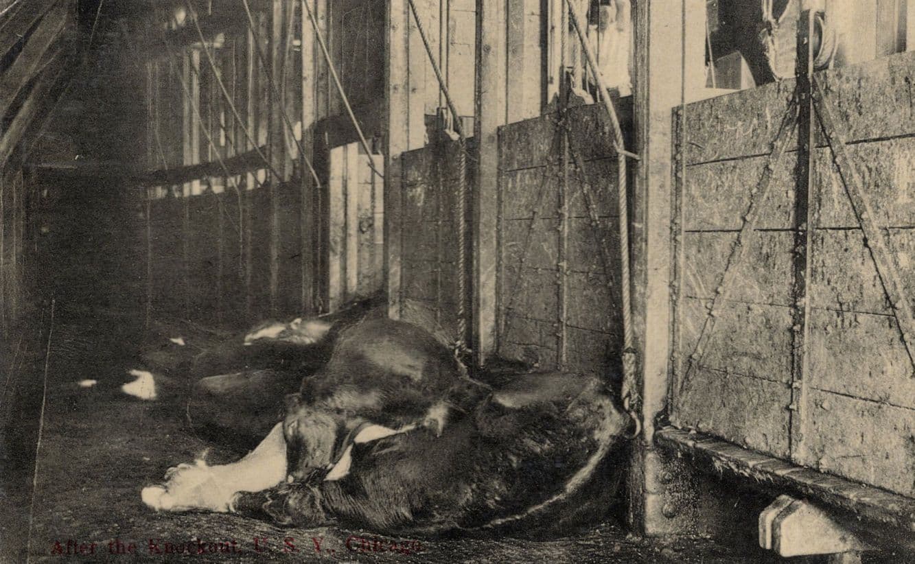After The Knockout Chicago Slaughter House Cattle Stun Gun Old RPC Postcard