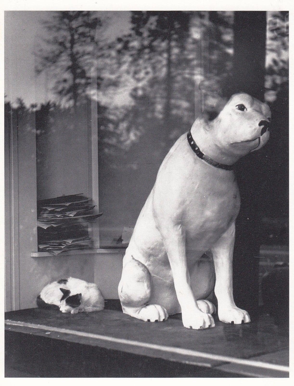 Alfred Geschelt from Dauman Pictures Dog & Cat In Window RPC USA Photo Postcard