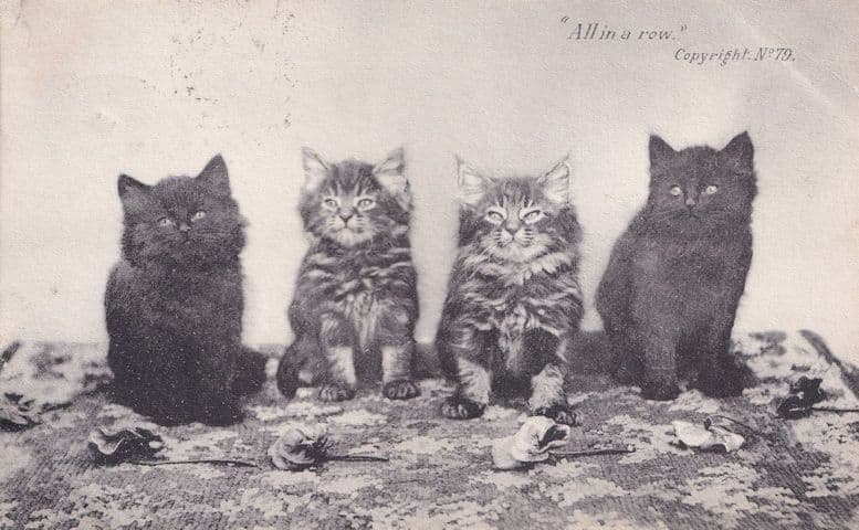 All In A Row St Albans Cats Antique Baby Animal Kittens Postcard