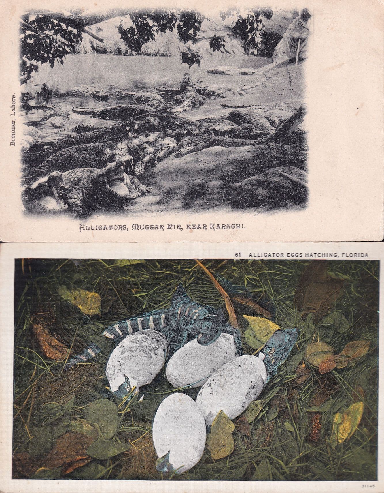 Alligators Muggar Pir Karaghi Pakistan WW1 2x Postcard s
