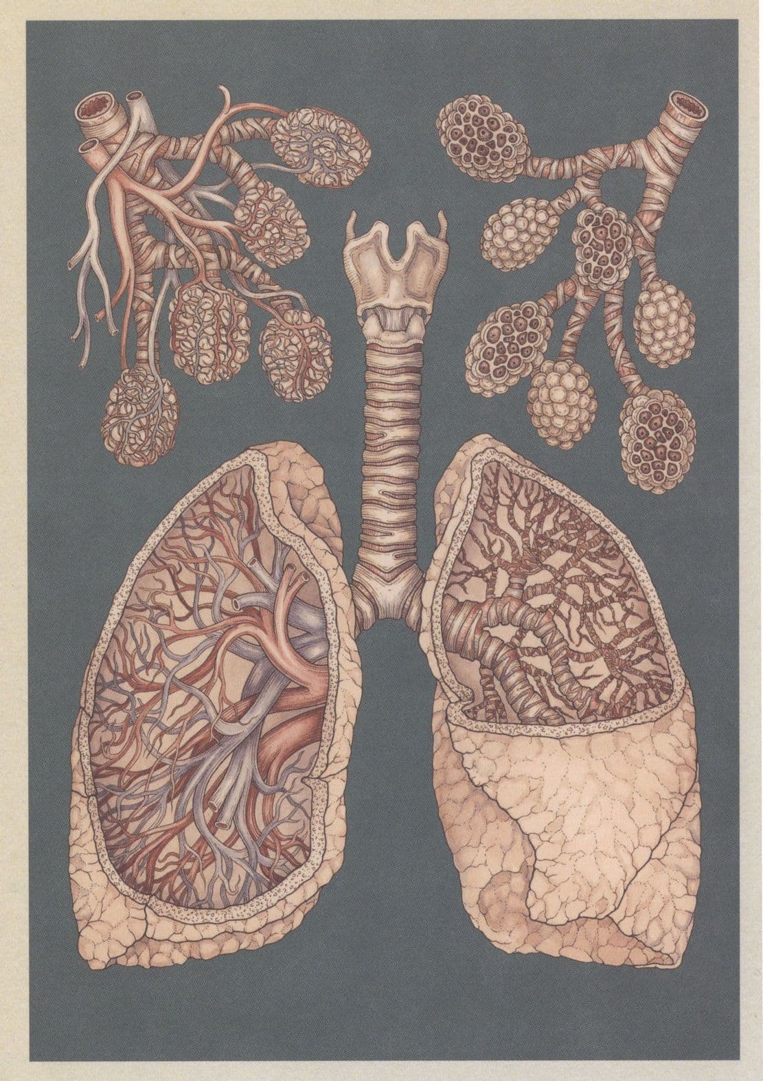 Alveoli Lungs Bronchioles Blood Supply Morbid Human Body Postcard