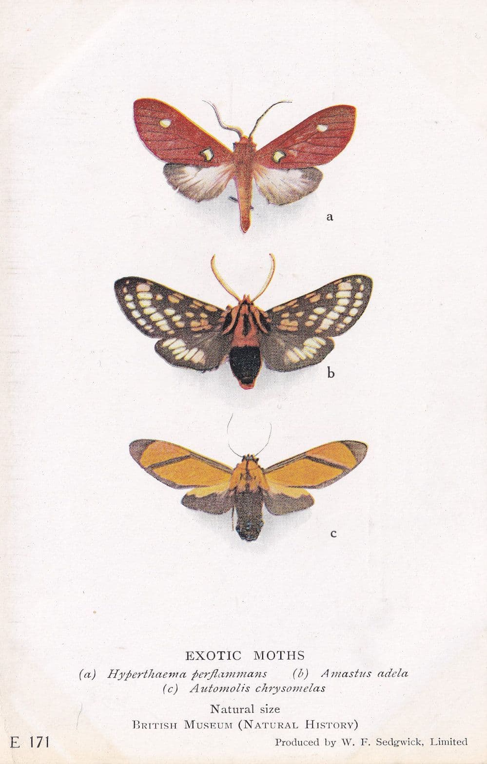 Amastus Adela Hyperthaema Perflammans Peru Moth Exotic Moths Postcard