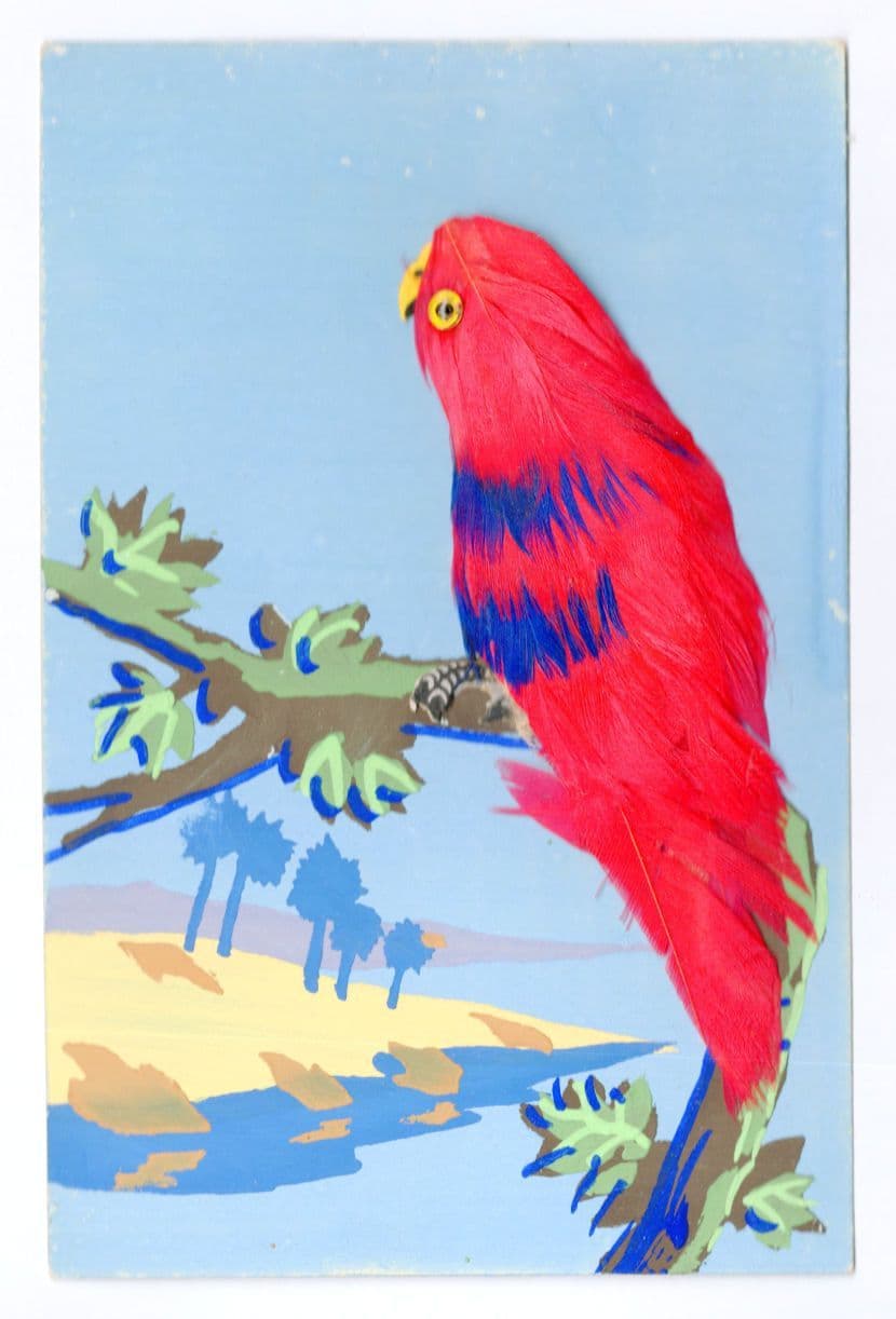 Amazing Real Feathers Plastic Eye Parrott Antique Rare Alpha Postcard