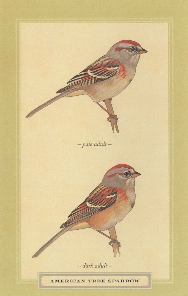 American Tree Sparrow Pale & Dark Adult Bird Stunning Postcard