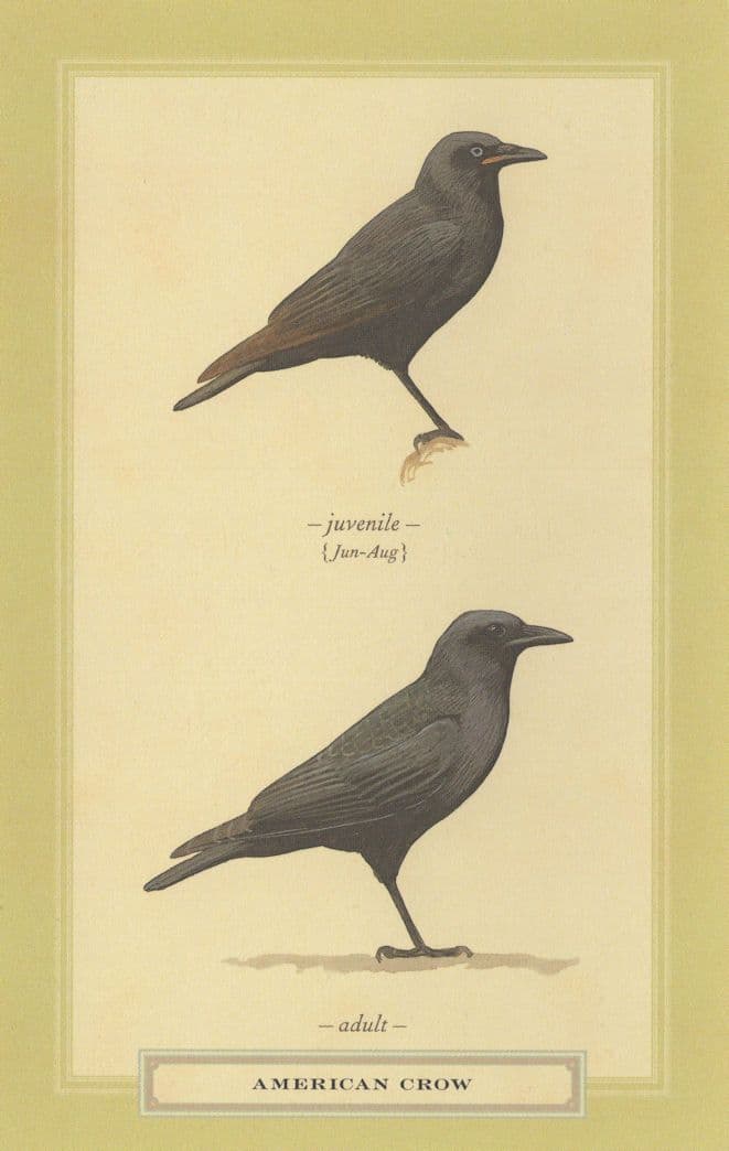 American USA Crow Juvenile & Adult Stunning Bird Postcard