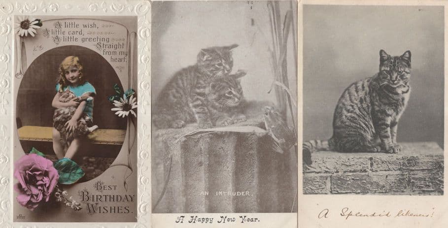 An Intruder Tabby Cat Cats & Frog Antique Comic 3x Postcard