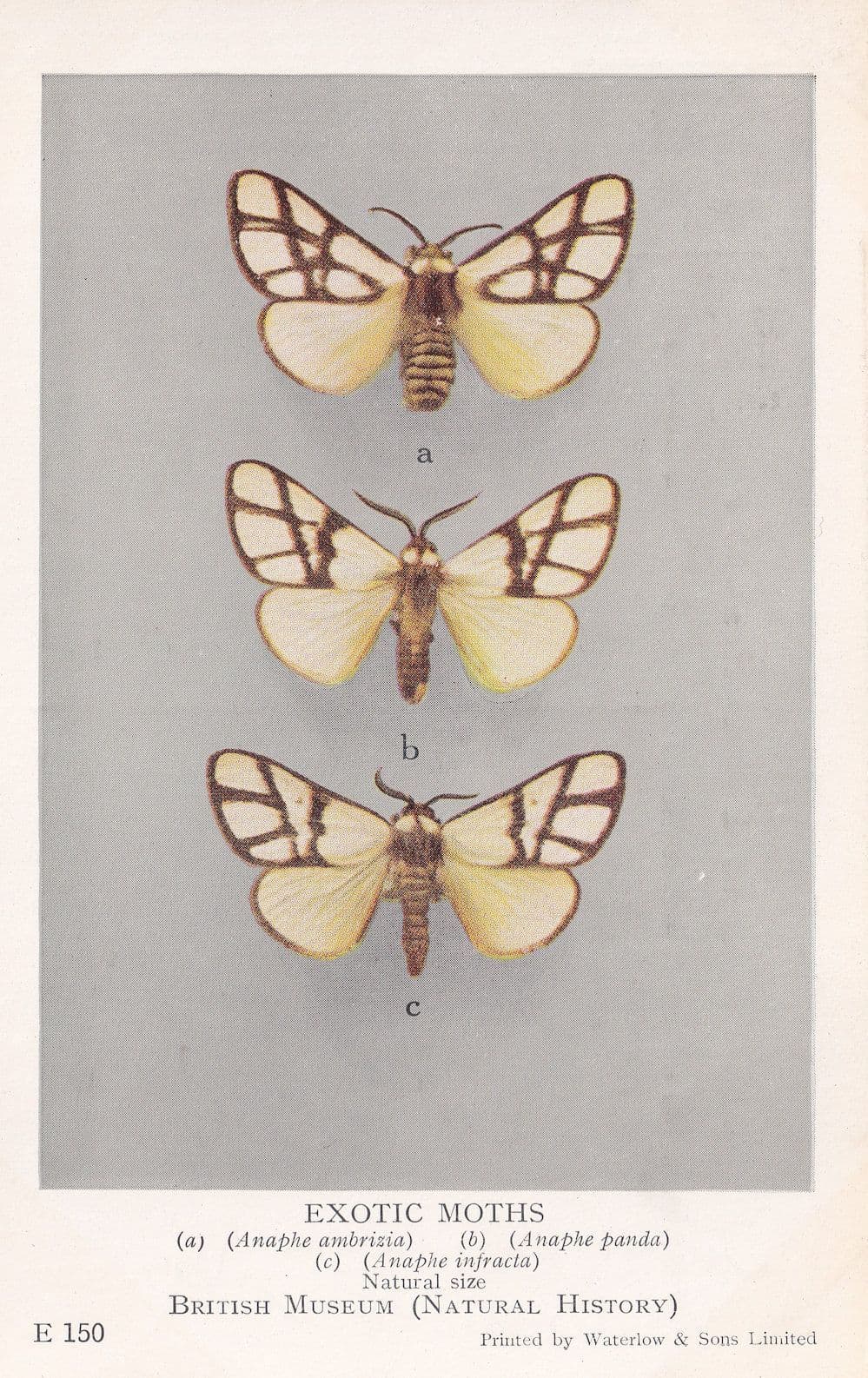 Anaphe Ambrizia Panda Infracta Notodontidae African Exotic Moths Postcard