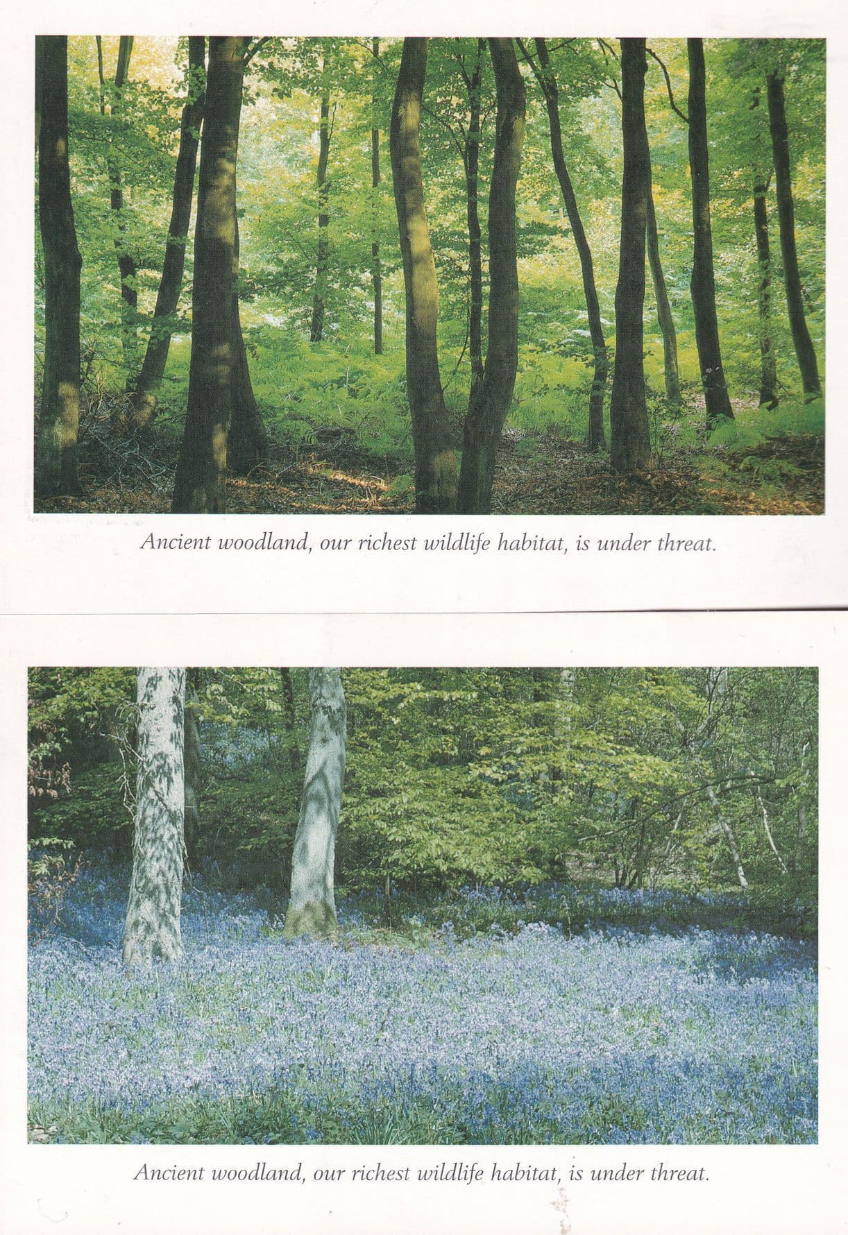 Ancient Woodland Trees Danger Under Threat 2x Appeal Postcard s