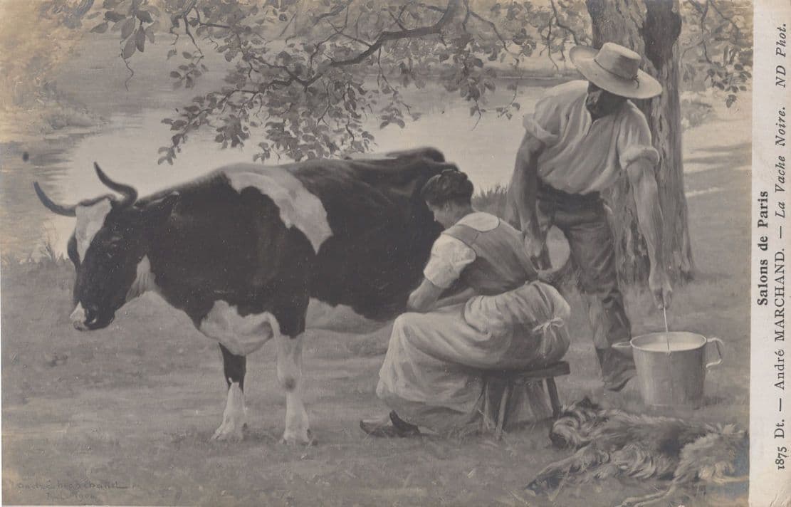 Andre Merchand Woman Milking Cow Antique Painting Postcard