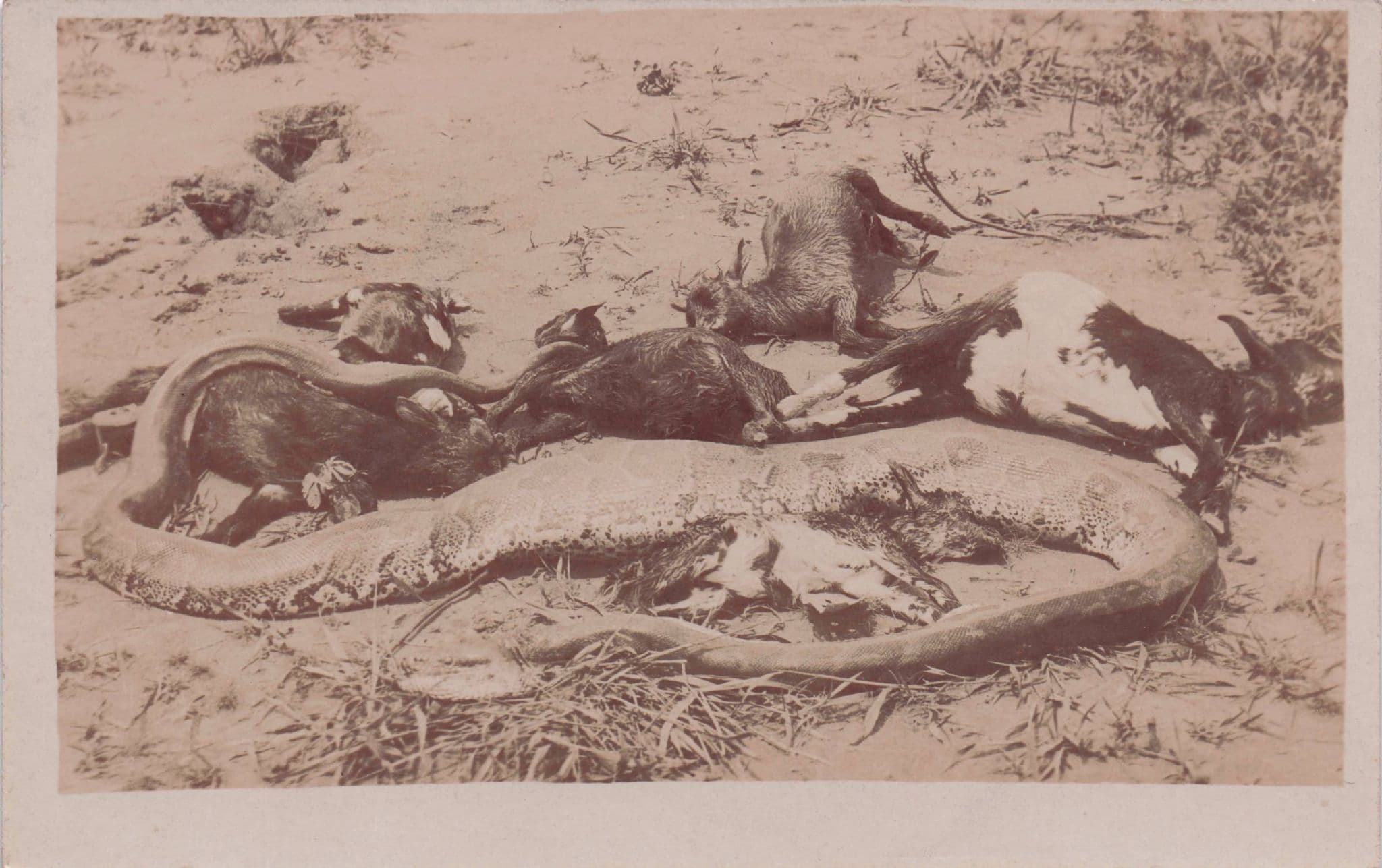 Animal Hunting Shooting Collection Snakes Corpses Real Photo Postcard