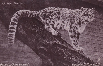 Animal Studies Snow Leopard Dr Bernardos Stepney Postcard