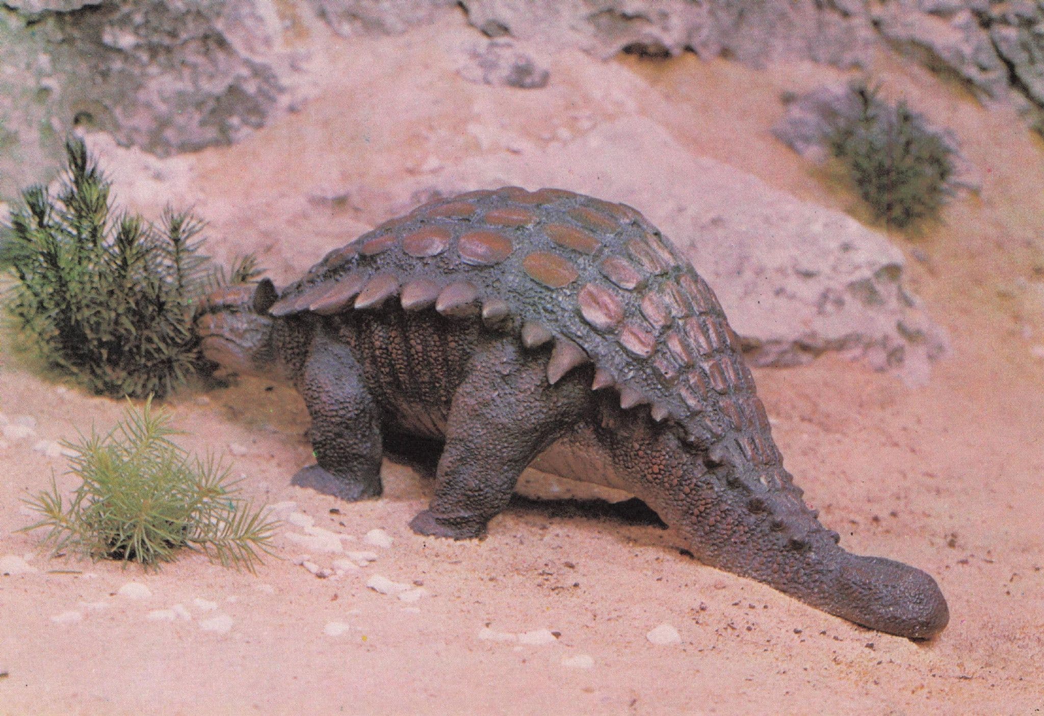 Ankylosaurus Dinosaur Rare Painting Postcard