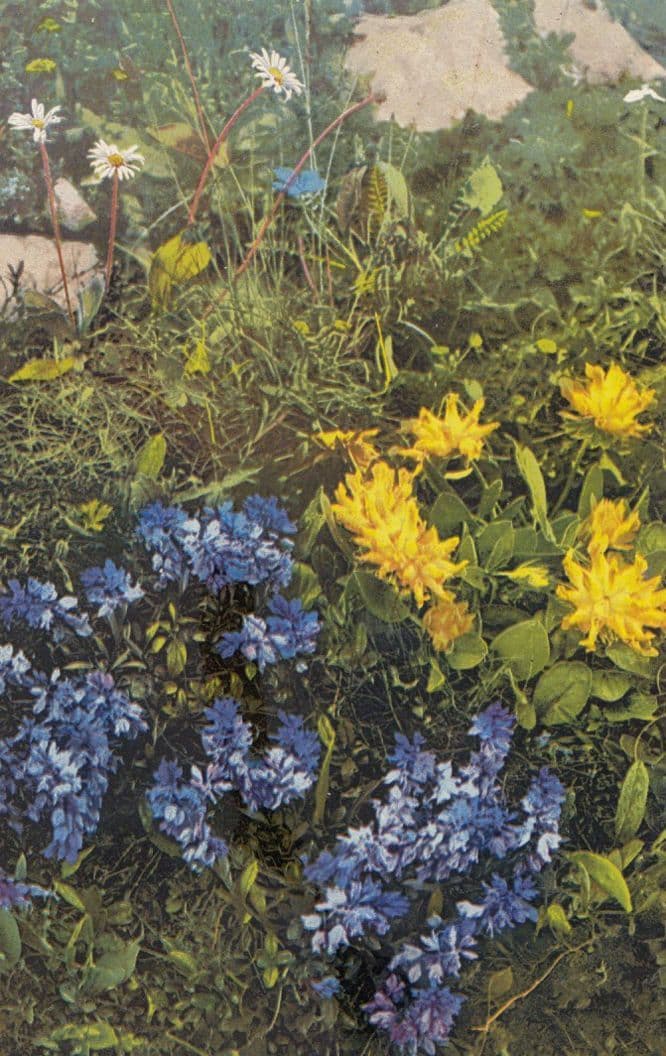 Anthyllis Alpestris Vintage Flower Postcard
