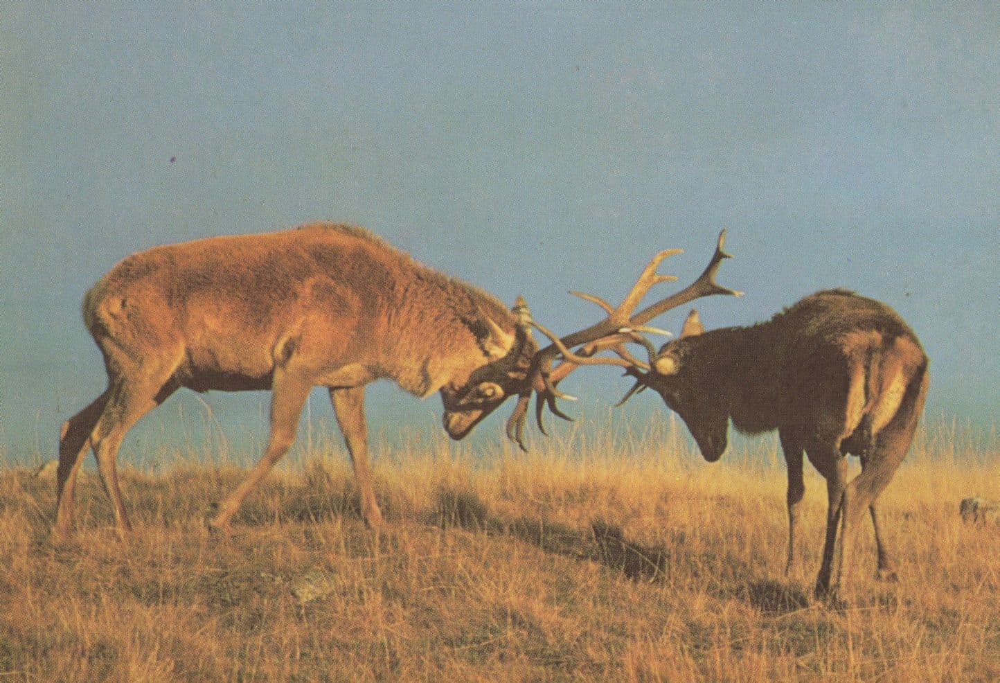 Antler Fight Deer at Highland Wildlife Park Scottish Postcard