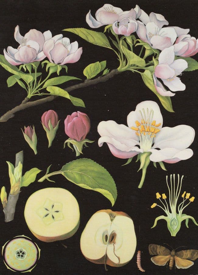 Apple Fruit Trees Old School Lesson College Wall Chart Postcard